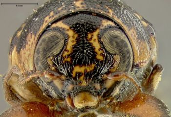 Media type: image;   Entomology 24965 Aspect: head frontal view